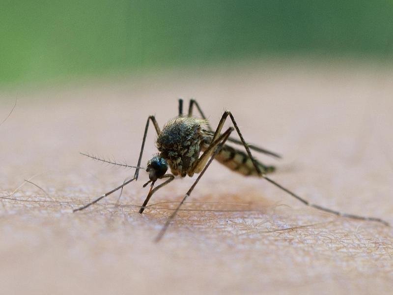 Risiko für Mückenstiche wird von DNA mitbestimmt
