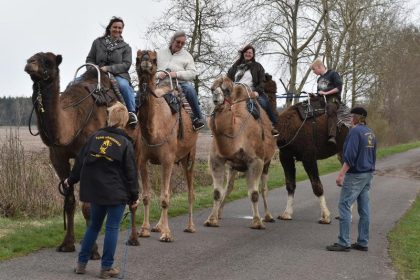 Wie kommen Kamele in die norddeutsche Tiefebene?