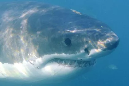 Sydney unter Schock: Surfer von „großem Hai“ attackiert und getötet