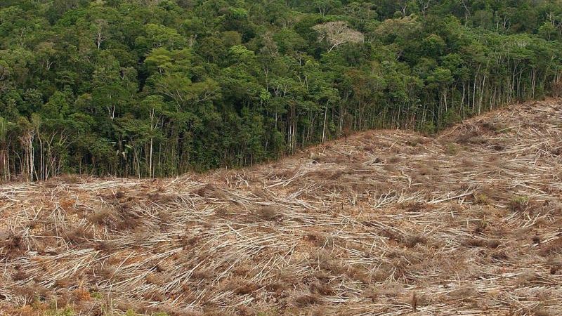 Studie: Immer mehr Wald verschwindet
