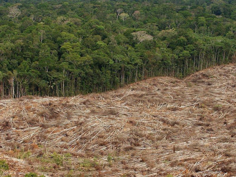 Studie: Immer mehr Wald verschwindet