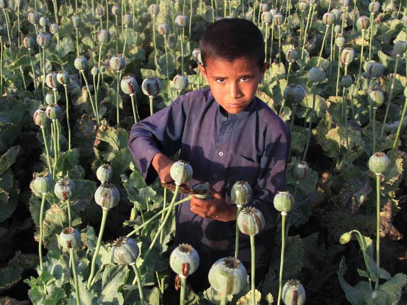 UNO: Opium-Anbau in Afghanistan in diesem Jahr wieder gestiegen