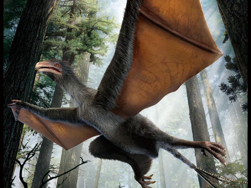 Experiment der Evolution: Dino mit Hautflügeln