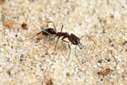 Überlebenschancen: Mandibel-Sprung rettet Ameisen aus höchster Not