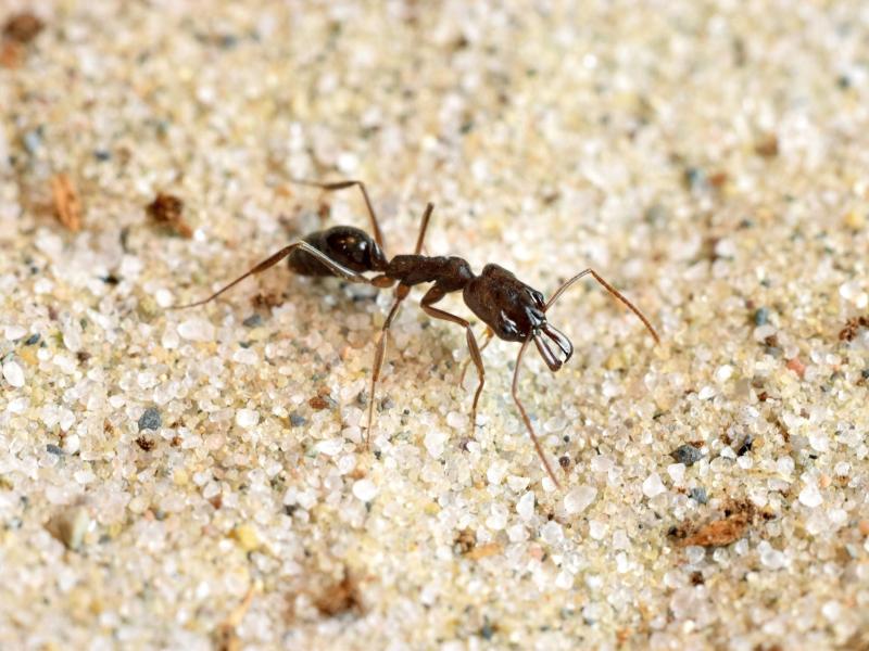 Überlebenschancen: Mandibel-Sprung rettet Ameisen aus höchster Not