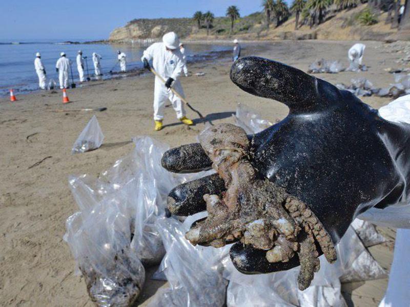Ölpest vor Kalifornien: Tote Meerestiere in lokalen Medien