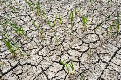 Trockene Äcker und Tigermücke: Klimawandel in Deutschland