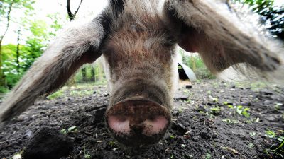 Warum gesundes Fleisch nur artgerecht erzeugt werden kann