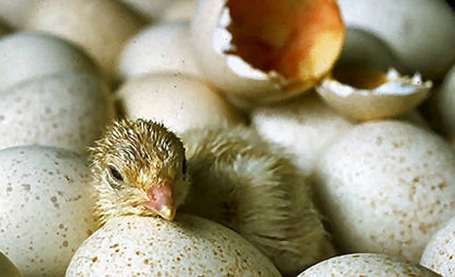 Vogelgrippe in den USA lässt Eierpreise in der EU steigen