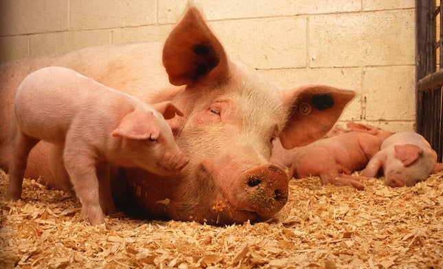 Foodwatch fordert gesetzliche Mindeststandards in der Tierhaltung