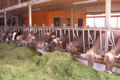 Leichter Rückgang des Milchkuhbestandes nach Ende der Milchquote