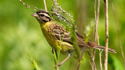 Jagd in China: Singvogel-Population drastisch eingebrochen