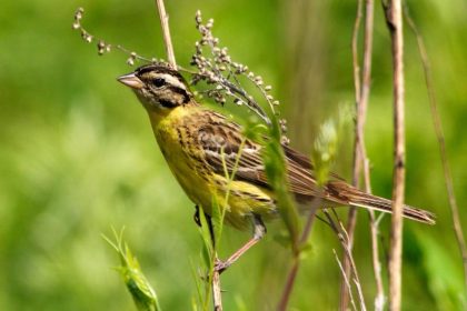 Jagd in China: Singvogel-Population drastisch eingebrochen