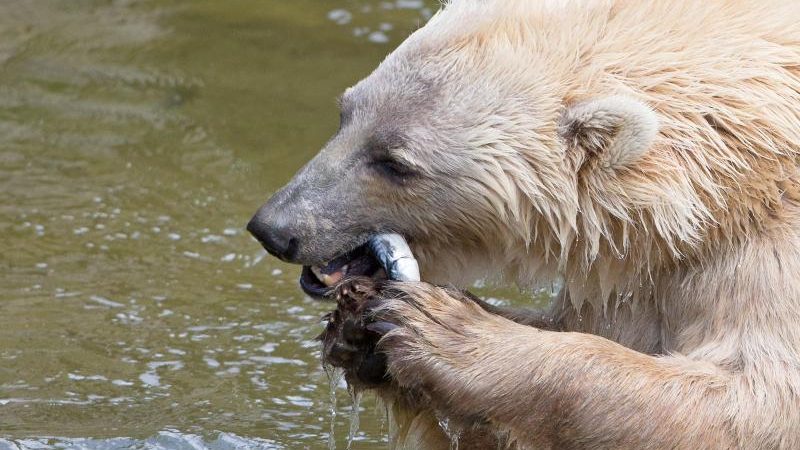 Osnabrücker Zoo sucht nach Grund für Bären-Ausbruch