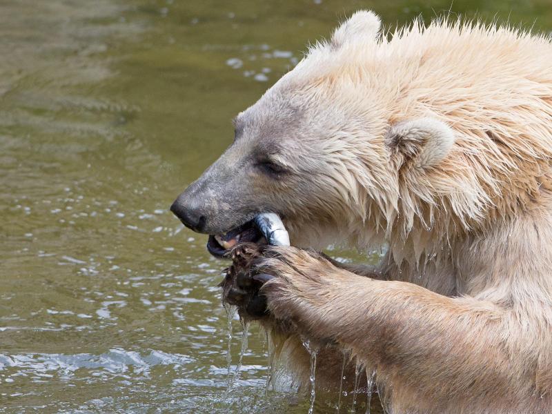 Osnabrücker Zoo sucht nach Grund für Bären-Ausbruch