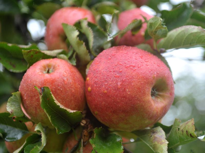 Greenpeace: Apfelplantagen pestizidbelastet