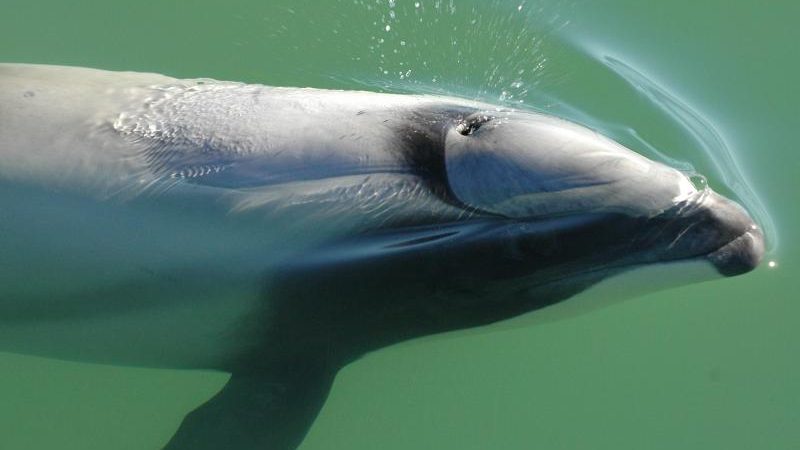 Seltenste Delfinart der Welt droht auszusterben