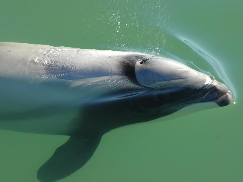 Seltenste Delfinart der Welt droht auszusterben