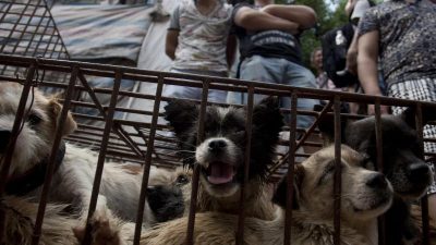 Hundefleisch-Festival in China: Tausende Tiere geschlachtet