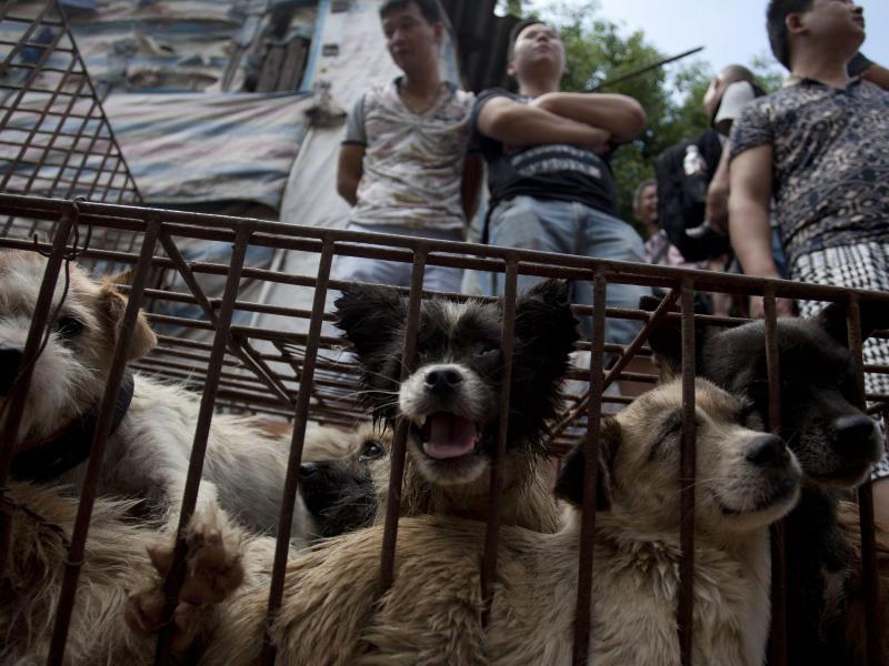 Hundefleisch-Festival in China: Tausende Tiere geschlachtet