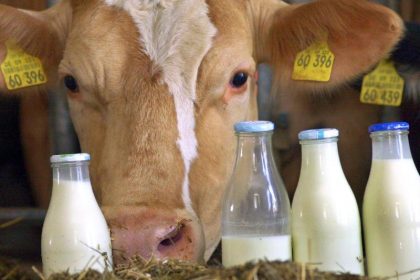 Milchproduktion wächst weltweit
