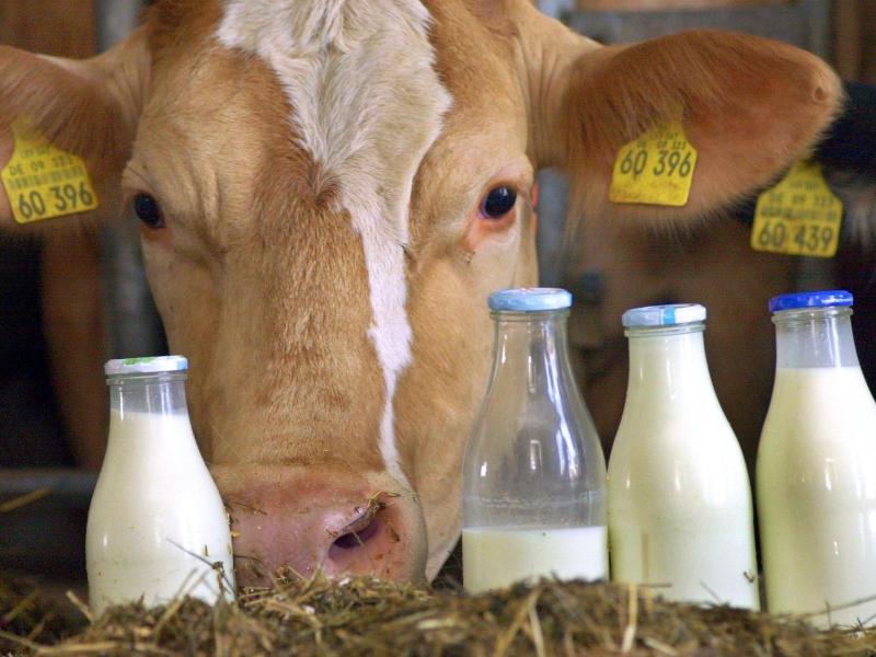 Milchproduktion wächst weltweit