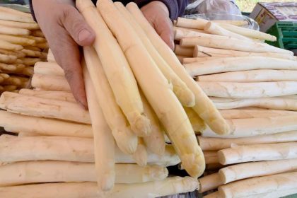 Spargelbauern holen weniger vom Feld