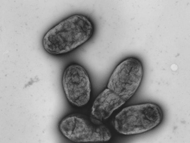Pest-Bakterium "Yersinia pestis"
