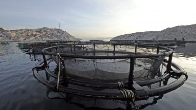 Daran erkennt man, ob Fisch aus ökologischer Quelle stammt!