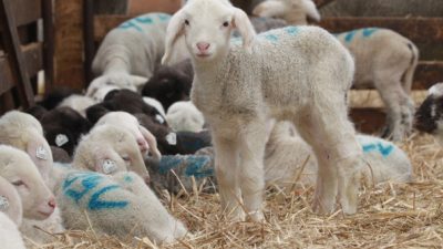 Hochträchtige Tiere dürfen künftig nicht mehr geschlachtet werden  – ausgenommen Ziegen und Schafe