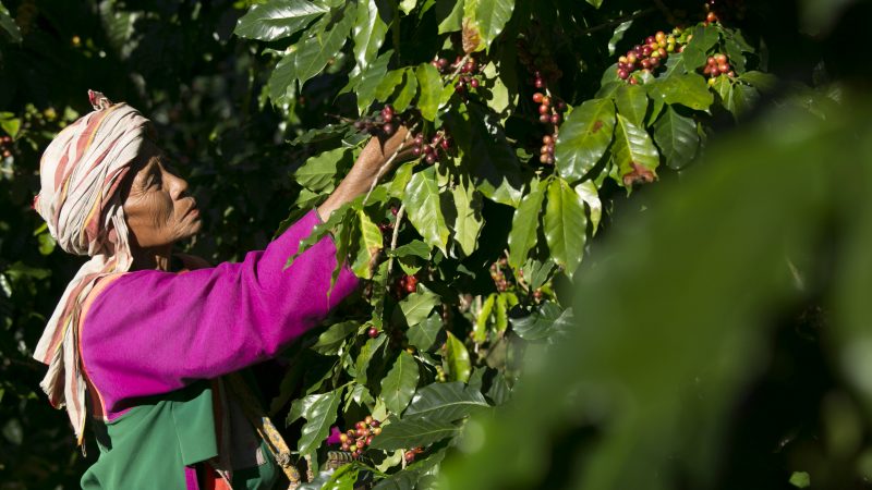 Warum „fair trade“-Kaffee wahre Genießer braucht