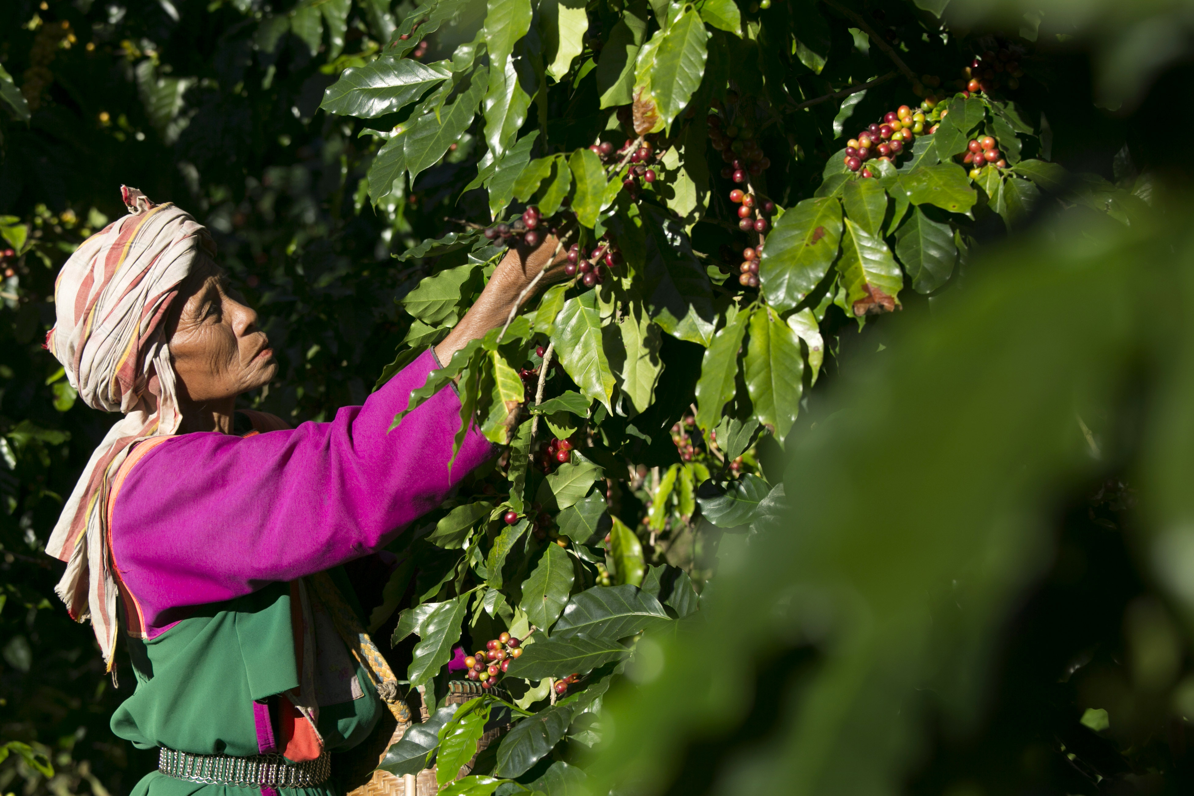 Warum „fair trade“-Kaffee wahre Genießer braucht