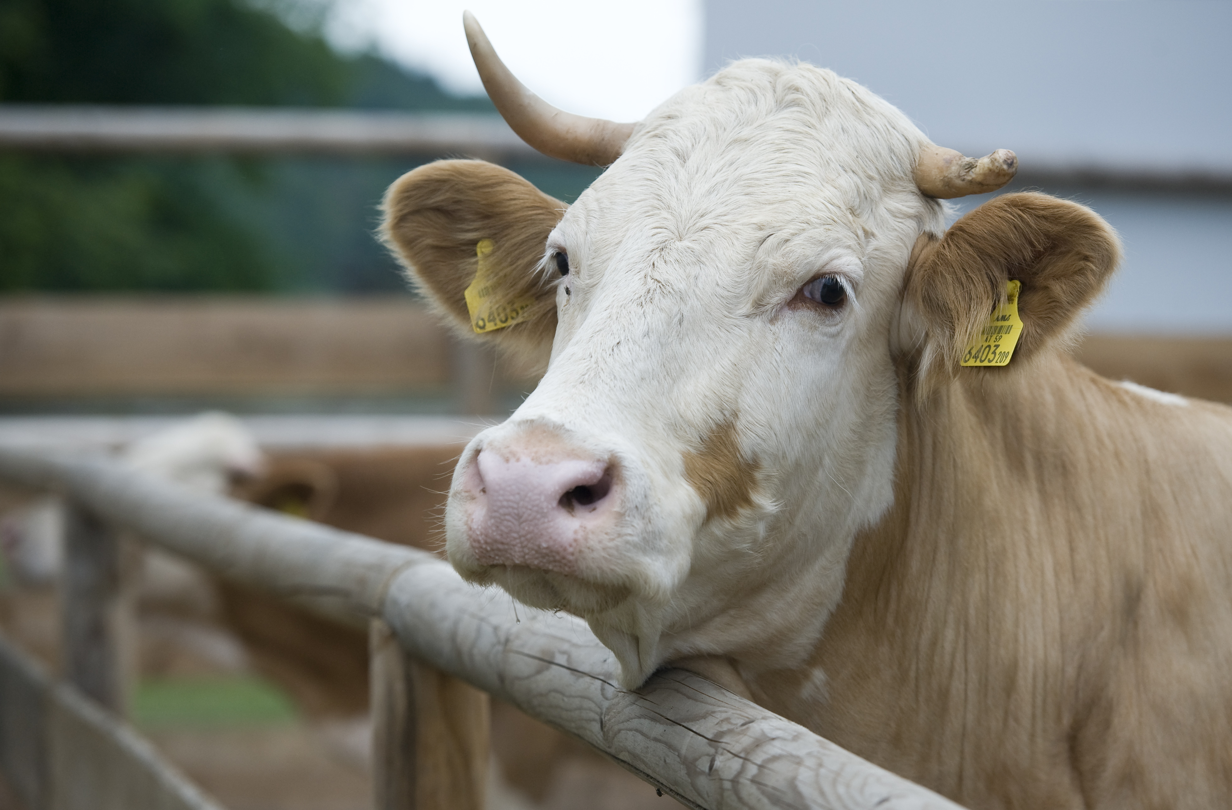 Insektenmehl als Futter: Wiesenhof-Chef drängt auf EU-Zulassung für Nutztiere