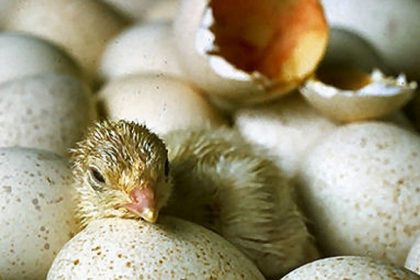 Geflügelwirtschaft will auf Schnabelkürzen verzichten