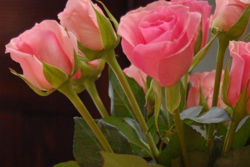 Viggo Mortensen hat gerne Blumen verkauft
