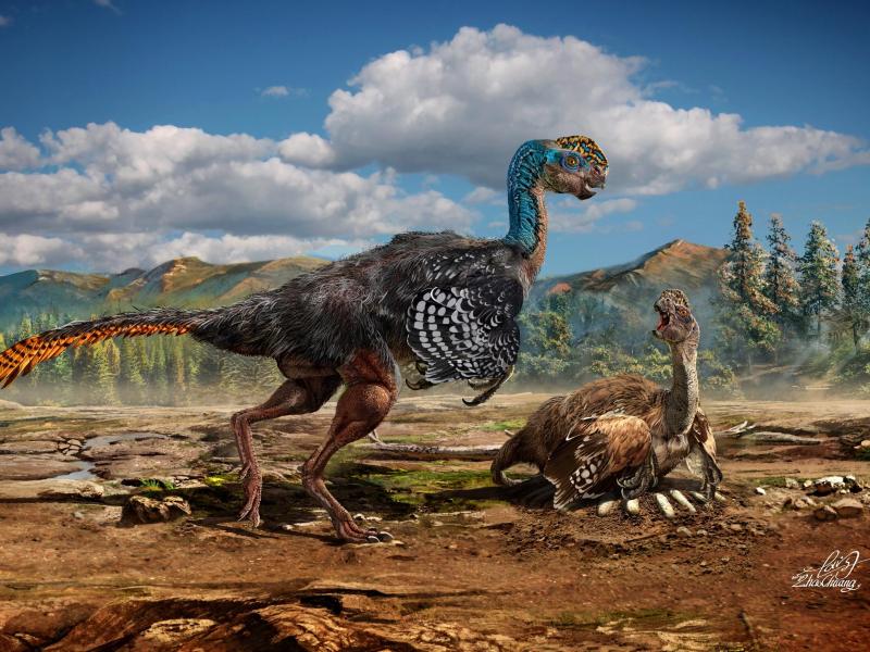 Bizarre Vogelechse: Neue Dinosaurierart in China entdeckt