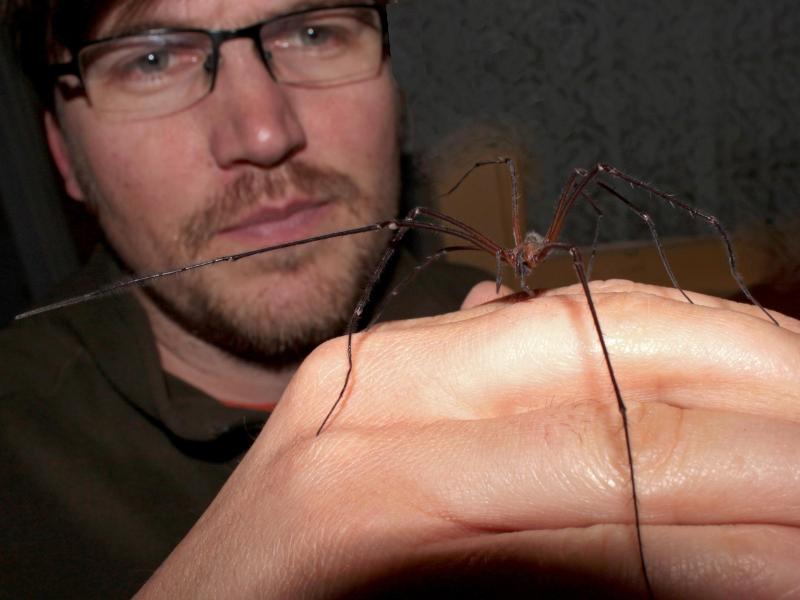 Dafür ist Geld da: Sexleben von Spinnen beschäftigt deutsche Forscher