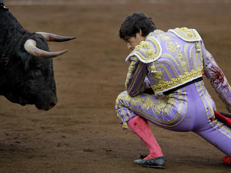Empörung bei Tierschützern: Spaniens Verfassungsgericht kippt Stierkampfverbot in Katalonien