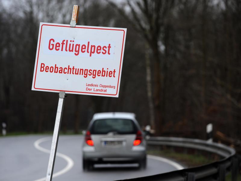 Erster Geflügelbestand in Deutschland wegen Infektion mit Vogelgrippe getötet