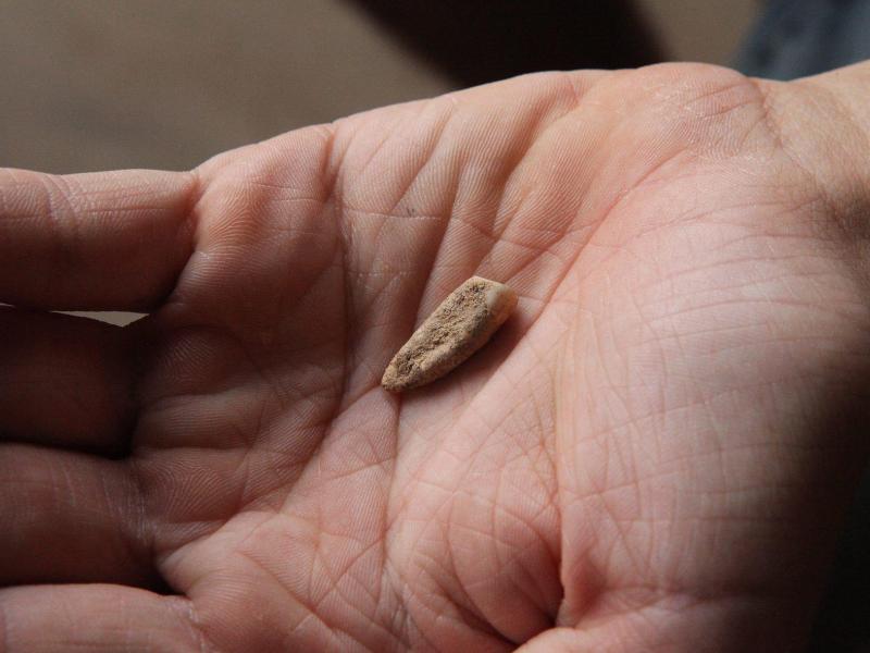 16-Jährige Französin findet 560 000 Jahre alten Zahn