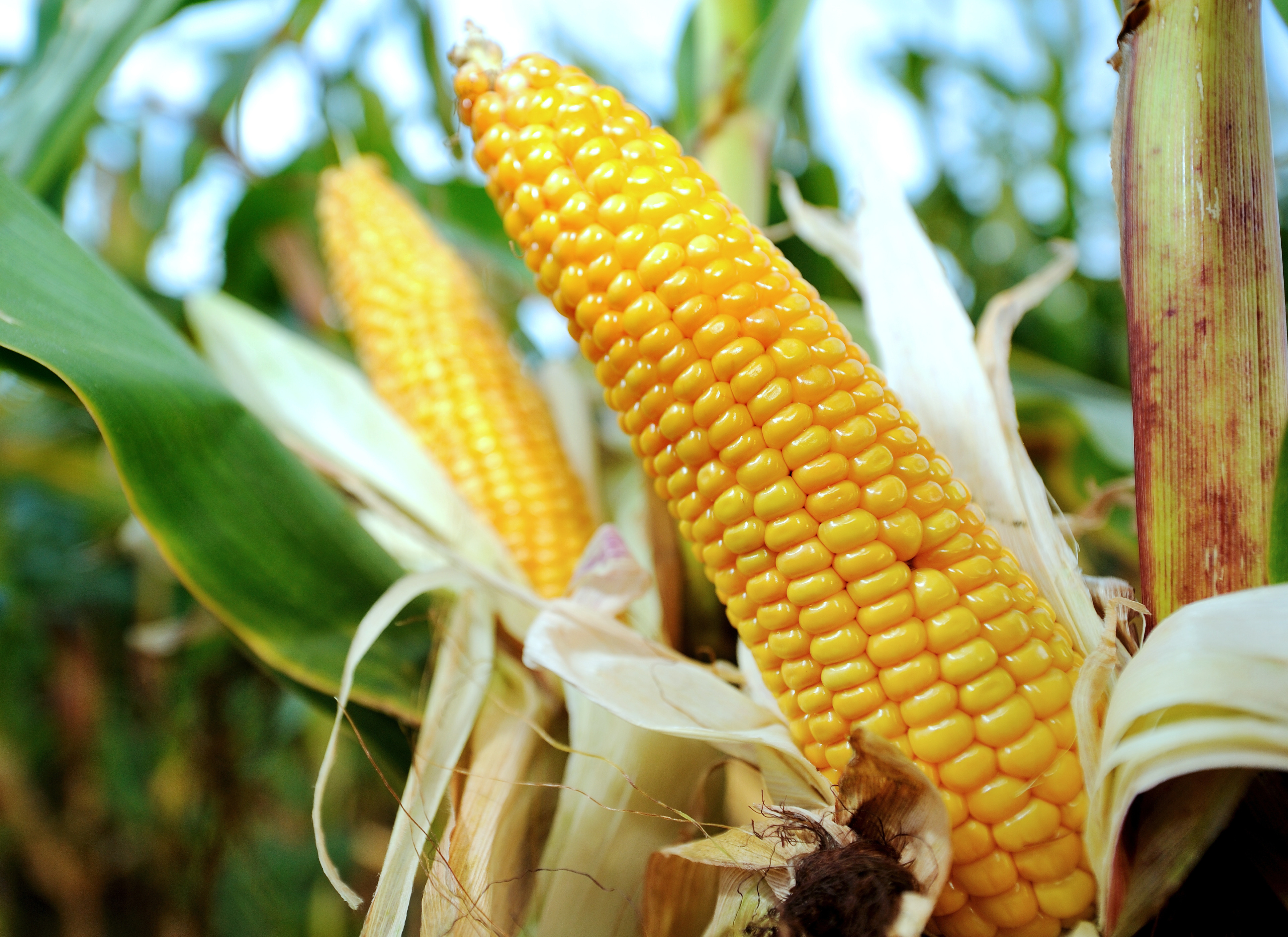 Mais: Wie bewahre ich seine gesunden Inhaltsstoffe und mehr