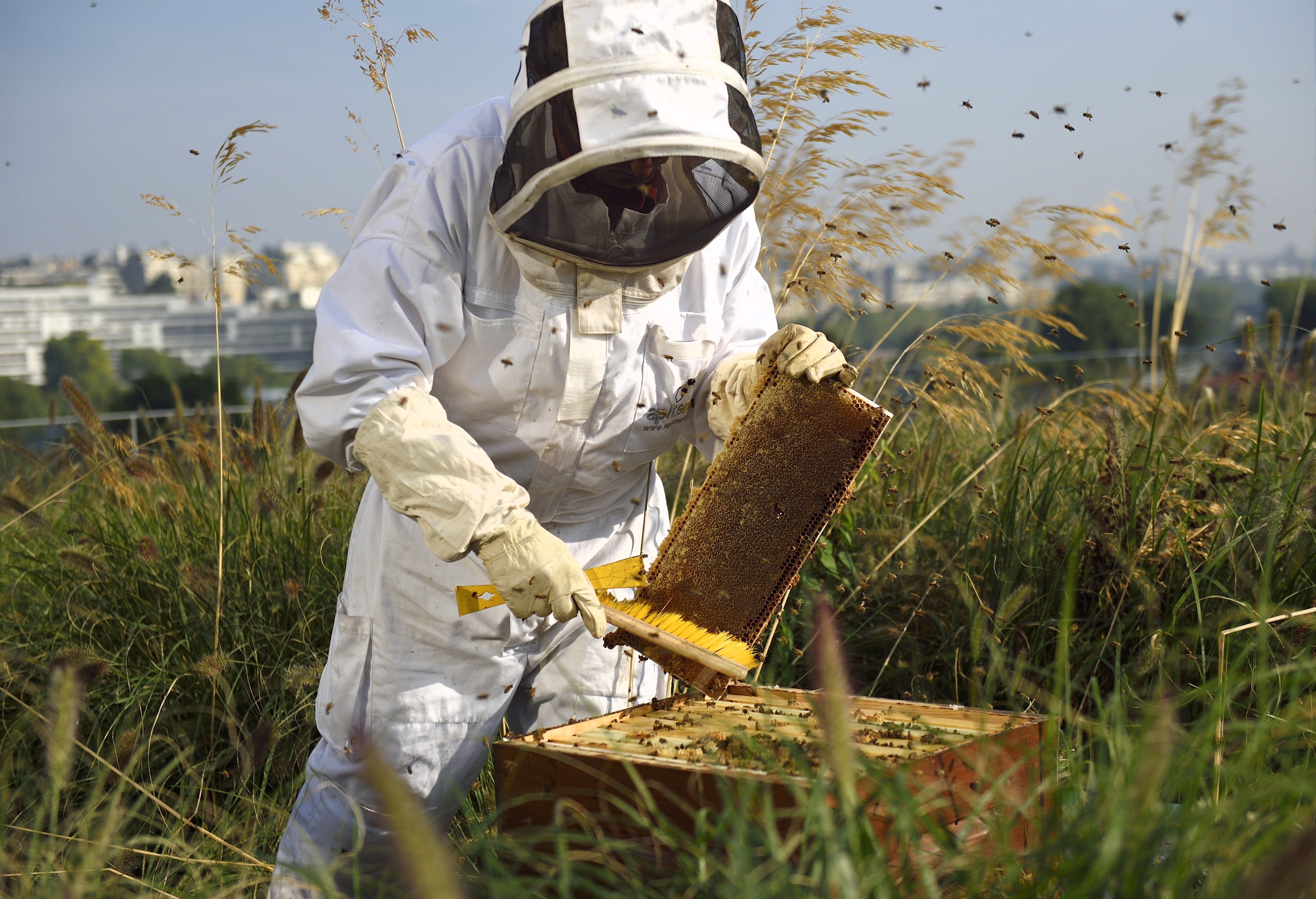 Bayerische Regierung übernimmt erfolgreiches Bienen-Volksbegehren