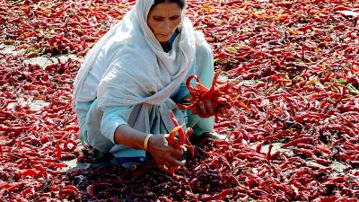 Scharf: Das südindische Vindaloo