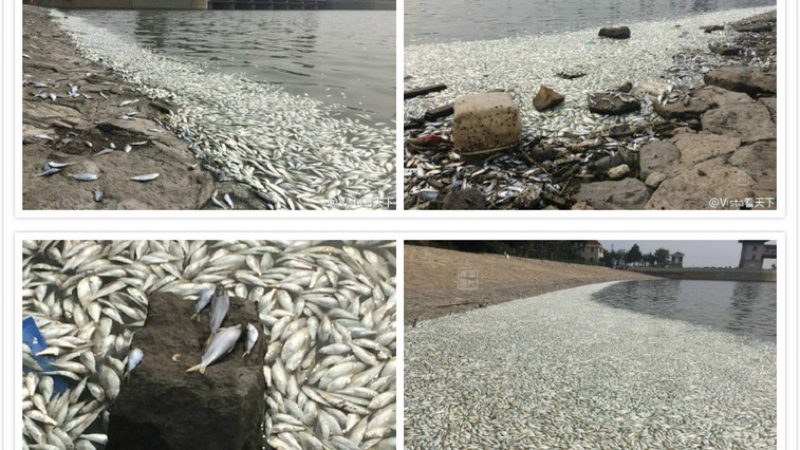 Massen-Tod der Fische in Tianjin: Lügen helfen nicht mehr!