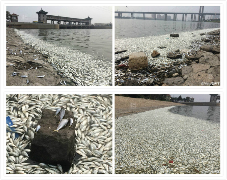 Massen-Tod der Fische in Tianjin: Lügen helfen nicht mehr!