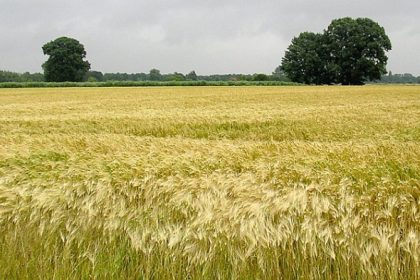 Erntebilanz 2015: Elf Prozent Verlust bei Getreide