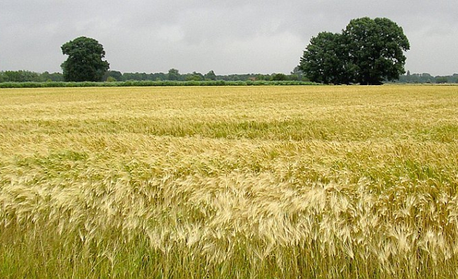 Erntebilanz 2015: Elf Prozent Verlust bei Getreide