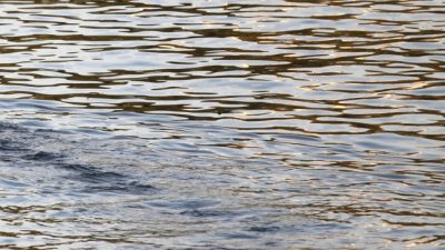 In Tüten verpackte Leichenteile im Mittellandkanal entdeckt