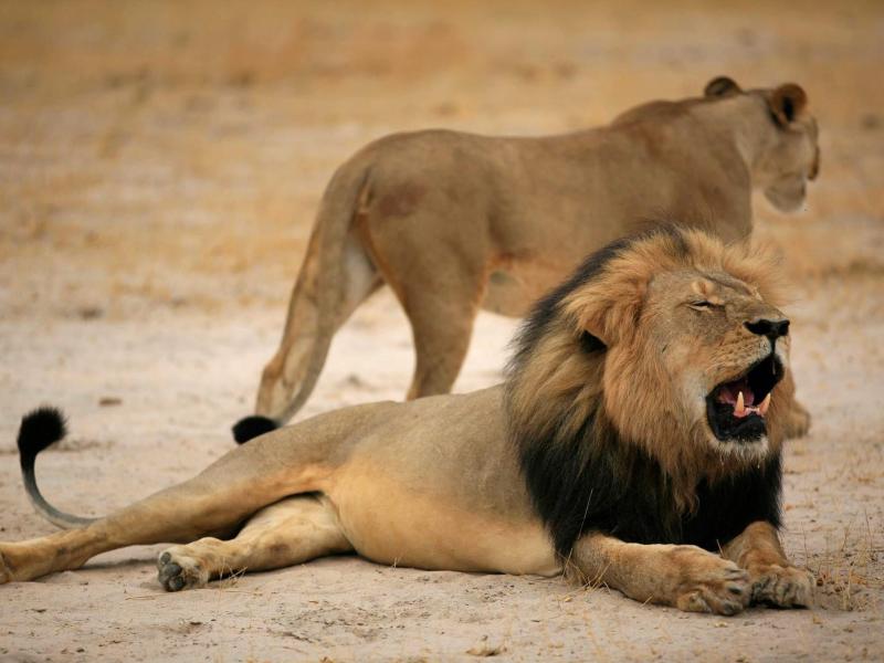 Simbabwe schränkt Jagd ein, nachdem ihr wichtigster Löwe getötet wurde