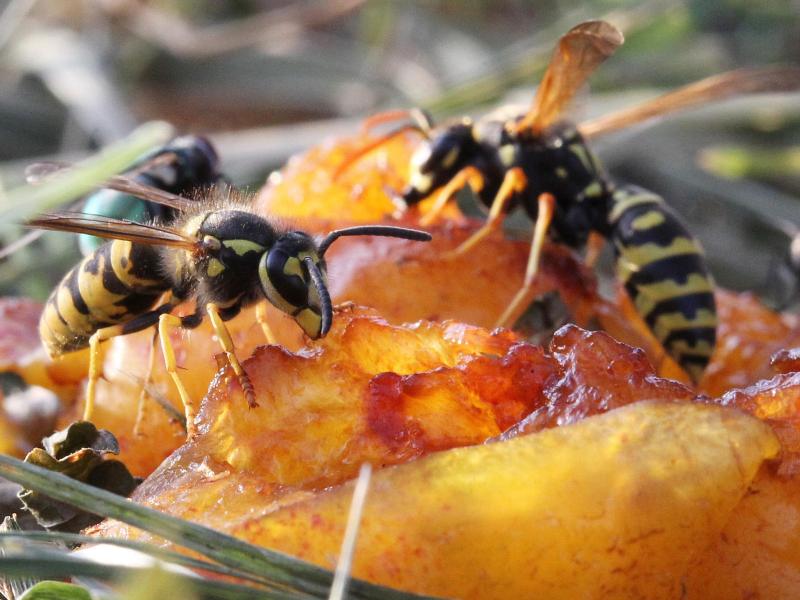 Wespen haben Hochsaison – lieber wegschieben, als tolerieren